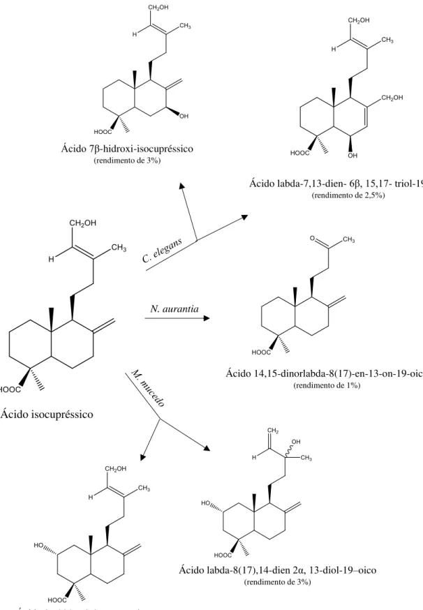 Figura 9: Produtos das biotransformações do ácido isocupréssico com Cunnighamella elegans, Mucor  mucedo e Nocardia aurantia (Lin &amp; Rosazza, 1998) 
