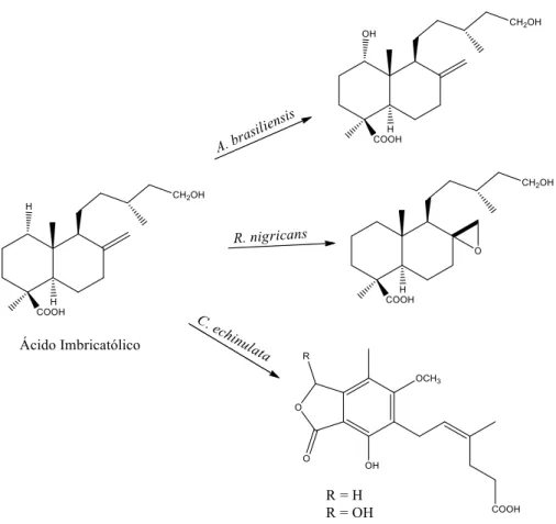 Figura 11: Biotransformações do ácido imbricatolico