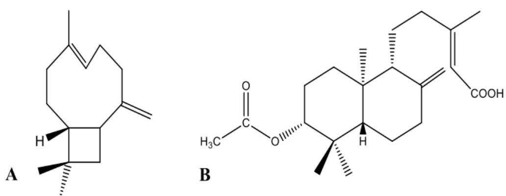Figura 1: Estruturas químicas do β-cariofileno (A) e do ácido 3β-acetoxi-copálico (B)