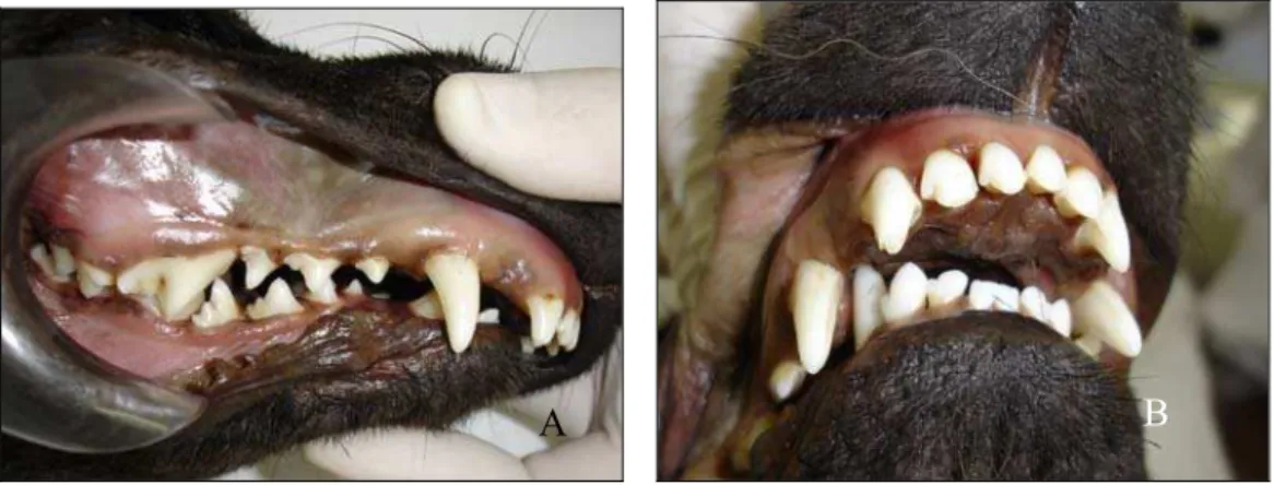 Figura 5 - Maloclusão do tipo II em animal da espécie canina, sem raça definida, com  retrognatia (encurtamento da mandíbula) (A) e dentes caninos inferiores  causando trauma em palato (B) 