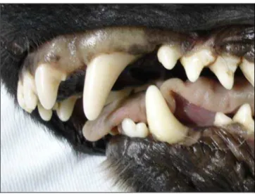 Figura 9 - Animal da espécie canina com mesioversão de dente canino superior direito 