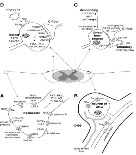 Figura  2.4  -  Sinopse  dos  mecanismos  moleculares  que  contribuem  para  a  dor  neuropática