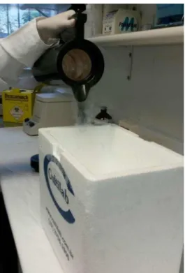 Figura  4.4  -  Ilustração  do  nitrogênio  líquido  sendo  dispensado  na  caixa  de  isopor,  evitando  o  descongelamento da amostra durante o processo de maceração 