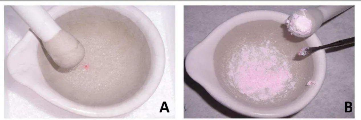 Figura 4.5 - A: maceração em nitrogênio líquido do fragmento de tecido, B: aspecto após maceração  e adição do reagente Trizol (Gallo, 2011