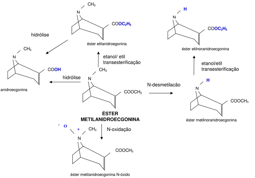 Figura 2 - Produtos de biotransformação e transesterificação do éster metilanidroecgonina (FANDIÑO; TOENNES; KAUERT, 2002)COOCH3anidroecgonina etanol/ etil transesterificação ÉSTER 