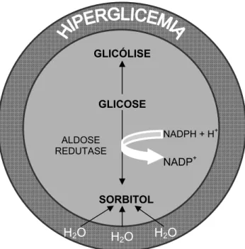 Figura 2 – Conversão da glicose em sorbitol pela via do poliol GLICÓLISE GLICOSE SORBITOL NADPH + H+NADP+ALDOSE REDUTASE H2O H2O H2O 