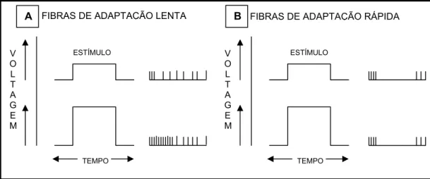 Figura 4 - Propriedades da adaptação das fibras nervosas. Em 4A: fibras de  adaptação lenta; em 4B: fibras de adaptação rápida