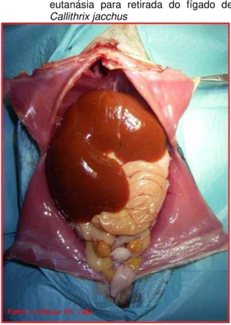 Figura  2  – Abertura  da  cavidade  torácica  após  a  eutanásia  para  retirada  do  fígado  de  Callithrix jacchus 