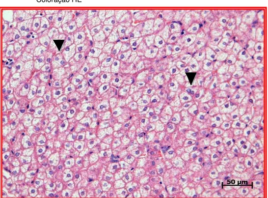Figura  5  –   Fotomicrografia  do  parênquima  hepático  de  Sagui-de-tufo-branco  (Callithrix jacchus)