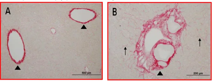 Figura 8  –  Fotomicrografias do parênquima hepático  de Sagui-de-tufo-branco (Callithrix  jacchus)