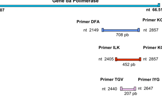 Figura 1 - Localização dos primers de consenso para Herpesvírus na seqüência do gene da  polimerase 