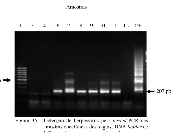 Figura 35 - Detecção de herpesvírus pelo nested-PCR nas  amostras encefálicas dos sagüis