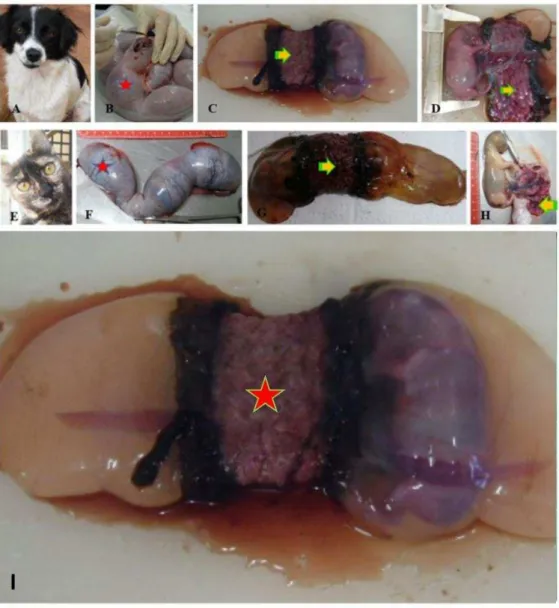 Figura 1  –  Campanha de castração, úteros gestantes de cadelas e gatas da Cidade de Pirassununga-SP
