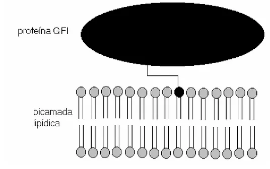 Figura 12: Esquema  de uma proteína GFI em uma membrana biológica.  