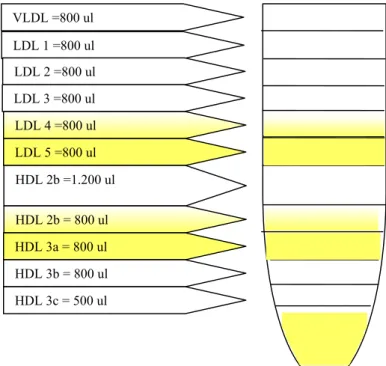 Figura 9 - Separação das Subfrações de LDL e HDL 