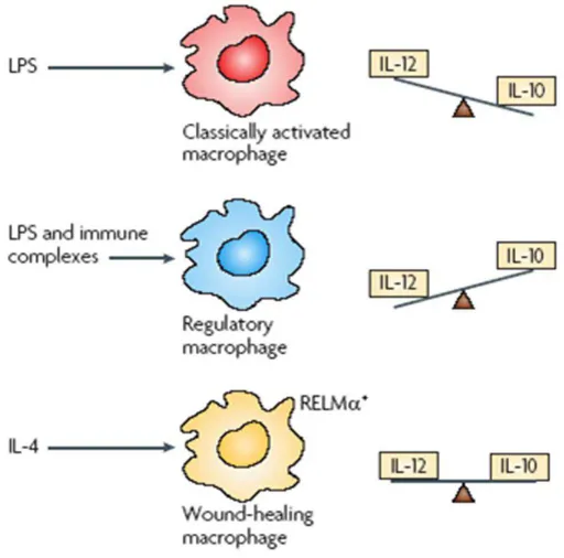 Figura 2 - Perfil de ativação dos  MФ s . MФ s ativados por uma via clássica (LPS) produzem altos  níveis  de  IL-12  e  baixos  níveis  de  IL- 10