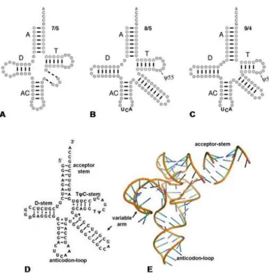 Figura 1. 2 - Estrutura secundária e terciária de tRNAs. Em A- estrutura geralmente encontrada em  tRNAs;  Em  B-  tRNA  de  Inserção  de  Selenocisteína  (tRNA sec )  de  eubactérias;  Em  C-  tRNA sec   de  arqueobactérias  e  eucariotos;  Em  D  e  E-  