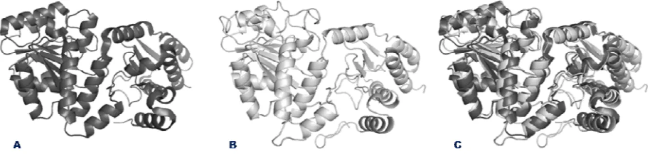 Figura  3.  6  -  Modelo  tridimensional  da  proteína  SELA  gerado  pelo  programa  MODELLER