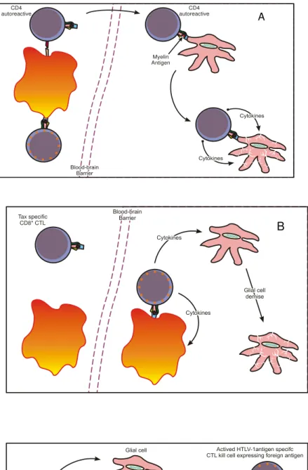 Figura 7 – Hipóteses imunológicas para o desenvolvimento da TSP/HAM. Sendo: A) auto imune  – contra antígenos de células gliais;  B) citotoxicidade colateral – citocinas sobre as 