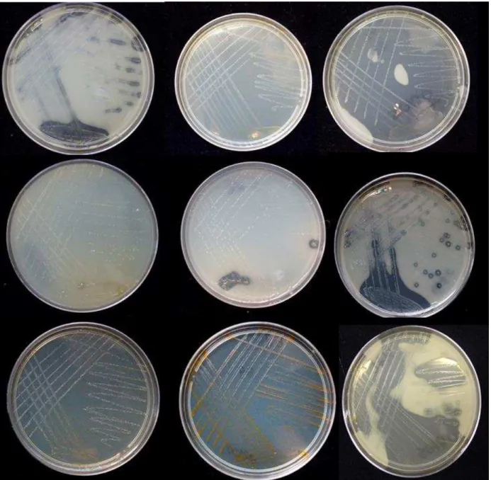 Figura 2.3 – Imagem dos isolados bacterianos diazotróficos epifíticos cultivados em meio de cultura  isento de N aos 10 dias de incubação a 28° C 