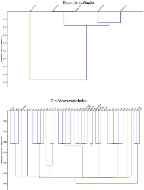 Figura  06  –  Presença  de  adultos  de  Diabrotica  speciosa  em  genótipos/variedades  de  batata  cultivadas  sob  o  sistema  orgânico