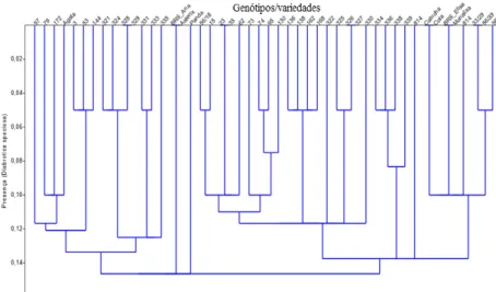 Figura  07  -  Presença  de  adultos  de  Diabrotica  speciosa  em  genótipos/variedades  de  batata  cultivadas  sob  o  sistema  orgânico