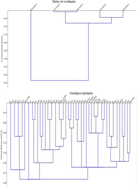 Figura  08  -  Presença  de  adultos  de  Diabrotica  speciosa  em  genótipos/variedades  de  batata  cultivadas  sob  o  sistema  orgânico