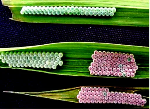 Figura  1.  Posturas  de  Tibraca  limbativentris  apresentando  diferente  coloração