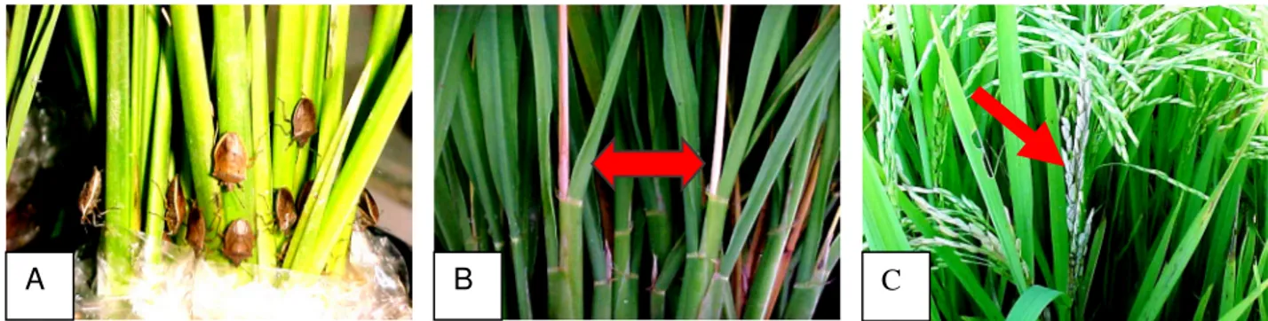 Figura 3. (A) Adultos do percevejo-do-colmo,  Tibraca limbativentris sugando a base  das  hastes  de  plantas  de  arroz