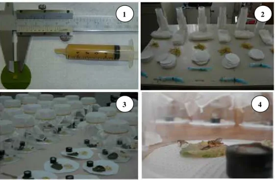 Figura  1.  1-  Metodologia  de  aplicação  dos  tratamentos  sobre  folhas  de  citros  e  aferição  de  dose;  2  –  Partes  constituintes das gaiolas antes da montagem do experimento; 3 – montagem das gaiolas; 4 –  mosca-das-frutas alimentando-se dos tr