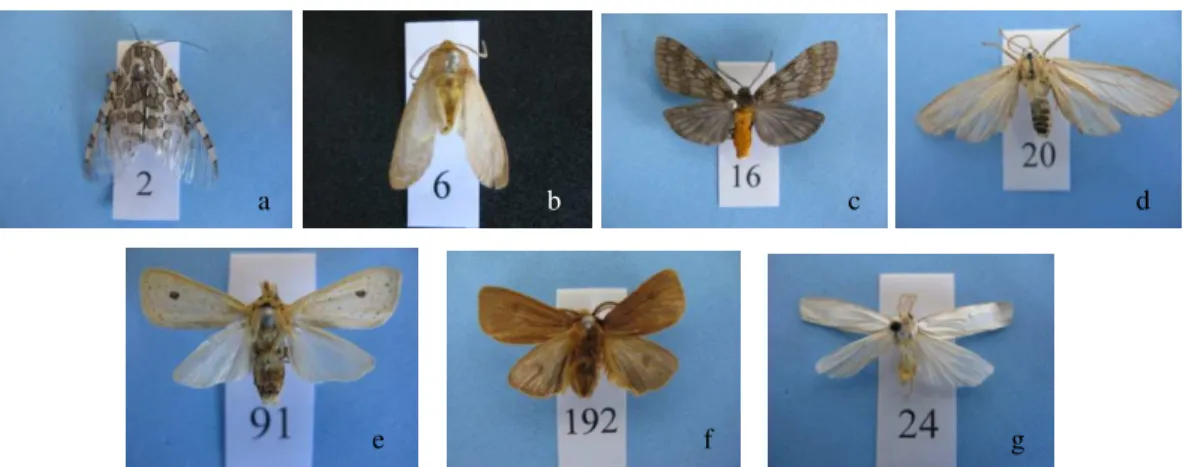 Figura  3.  Exemplares  de  mariposas  pertencentes  à  família  Arctiidae  coletadas  com  armadilhas luminosas em pomar de macieira cultivar Fuji