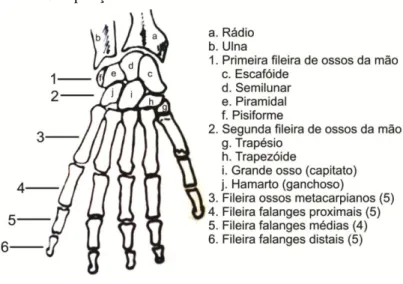 Figura 2.2 - Composição óssea da mão 