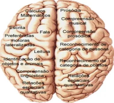 Figura 1: Os hemisférios cerebrais 