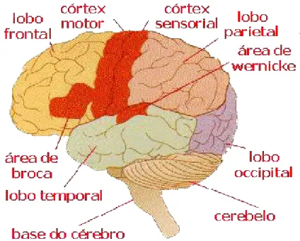 Figura 3: Os lobos cerebrais 