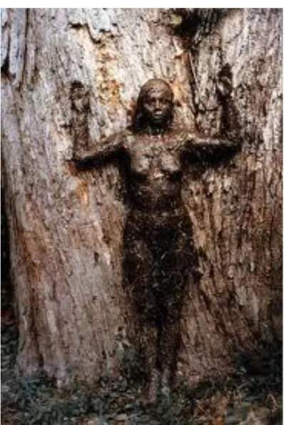 Figura 12  –  The tree of life  89 , Old Man’s Creek, 1977. 