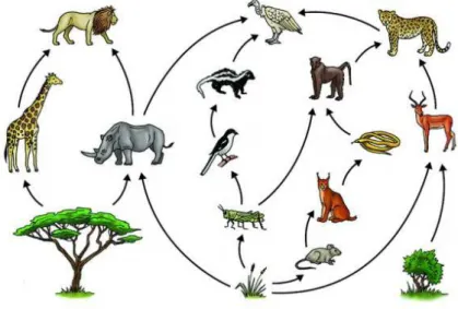 Figura 2.4: Diagrama esquemático da teia alimentar de um ecossistema de savana.  