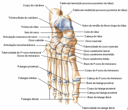 Figura 1: Estrutura óssea do pé. 