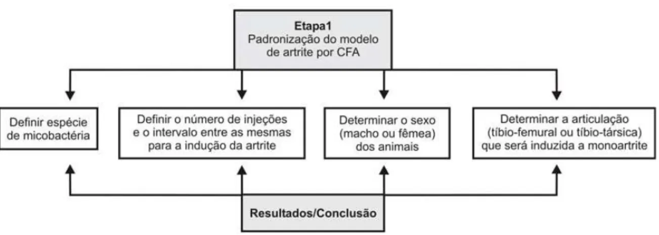 Figura 1. Etapa 1 do estudo: a padronização do modelo de artrite por CFA. 
