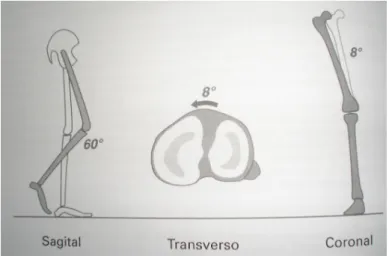Fig. 3: Movimento Tridimensional do Joelho e Arcos usados na Marcha Livre Flexão no Plano Sagital (60º)