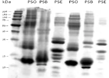 Figura 1:  Bandas  proteicas  presentes  no  plasma  seminal  ovino  (PSO),  bovino  (PSB) e equino (PSE) indicadas por peso molecular em kDa