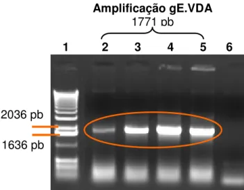 Figura 12 - Gel  de  agarose 0,8%  da  PCR gE.VDA.  Figura A: Poço  1) Marcador 1  Kb DNA Ladder; 