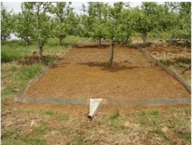 Figura  1  –  Vista  do  tratamento  sem  cobertura  do  solo  sob  as  plantas  de  maçã  em  um  Latossolo  Bruno  em  Vacaria – RS