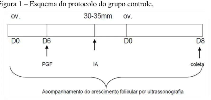Figura 1 – Esquema do protocolo do grupo controle .