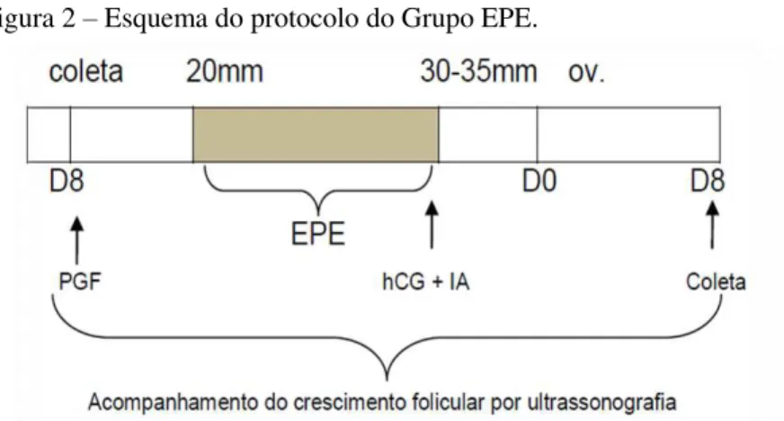 Figura 2  –  Esquema do protocolo do Grupo EPE. 