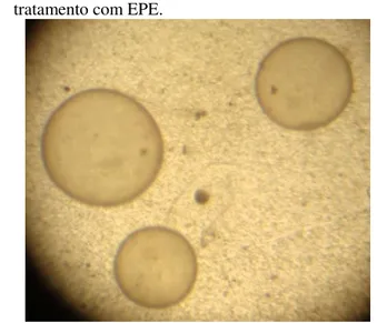 Figura 4 - Embriões recuperados de égua Crioula submetida ao  tratamento com EPE. 