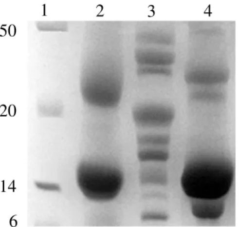 Figura 4: Perfil protéico do PSO, PSE e PSB, realizado em gel de poliacrilamida (SDS- (SDS-PAGE) a 17%,  com amostras padronizadas para obtenção de 25 µg de  proteína/poço
