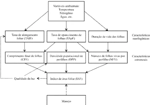 Figura  1.  Diagrama  das  relações  entre  as  variáveis  morfogênicas  e  características  estruturais  do  dossel  (LEMAIRE e CHAMPMAN, 1996)