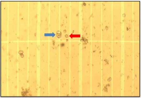 Figura 8 – Oocistos com tamanhos e morfologias diferentes, observados  durante a contagem em câmara de Neubaeuer (seta vermelha  indica oocisto de menor tamanho e seta azul, de maior)