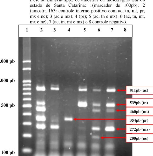 Figura  11  –  Eletroforese  em  gel  de  agarose  dos  produtos da  Multiplex  PCR  de  Eimeria  spp.,  de  amostras da  mesorregião  Sul  do  estado  de  Santa  Catarina:  1(marcador  de  100pb);  2  (amostra 163: controle interno  positivo  com ac, tn, 