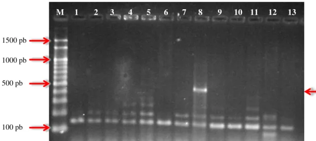 Figura 2 - Gel de agarose 2% mostrando a presença da banda para o gene BlaCMY (354 pb) 